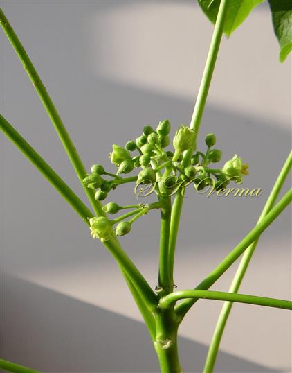  Inflorescence